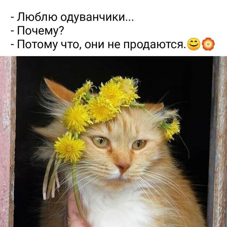 Люблю одуванчики Почему Потому что они не продаются