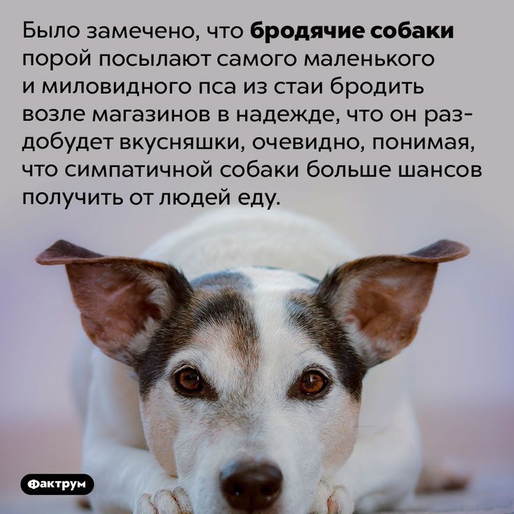 Было замечено что бродячие собаки порой посыпают самого маленького и миловидного пса из стаи бродить возле магазинов в надежде что он раз добудет вкусняшки очевидно понимая что симпатичной собаки больше шансов получ ить от людей еду