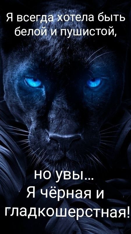 СТО Й Я всег а быть и Я чёрная и ГЛЭДКОШЭРСТНЭЯ