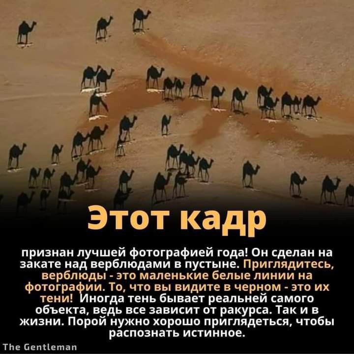 д и Этот кадр признан лучшей фотографией год Он сделан на закате над верблюдами в пустыне Приглядитесь верблюды это маленькие белые линии на фотогра ии То что вы видите в черном это их тени ногда тень бывает реальнеи самого объекта е_едь все зависит от ракурса Так и в жизни Порои нужно хорошо приглядеться чтобы распознать истинное ТЬе Беппетап