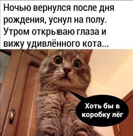 Ночью вернулся после дня рождения уснул на полу Утром открываю глаза и вижу дивлённого кота _ Хоть бы в Ъ коробку пёг