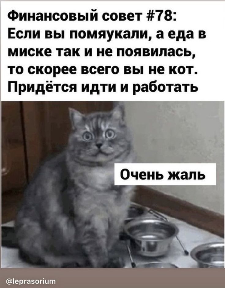Финансовый совет 78 Если вы помяукали а еда в миске так и не появилась то скорее всего вы не кот Придётся идти и работать _ Очень жаль _ ергазогіит