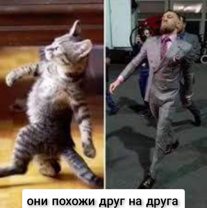 они похожи друг на друга