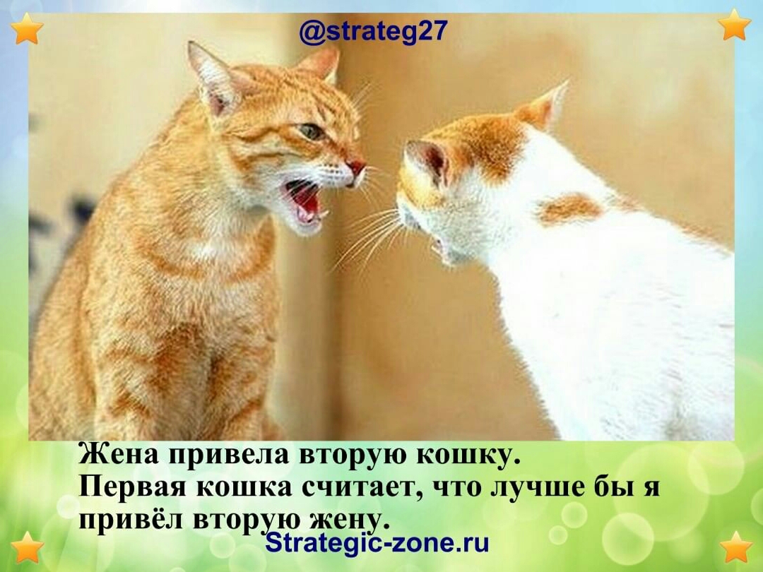 Зігаіе927 М Жена привела вторую кошку Первая кошка считает что лучше бы я привёл втордёю жен_у тгате9пс 2опеги