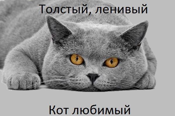 Кот любимый