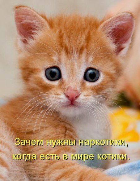 а эм нужЧЗт аг гит тигр егл гь в м г инд в Б