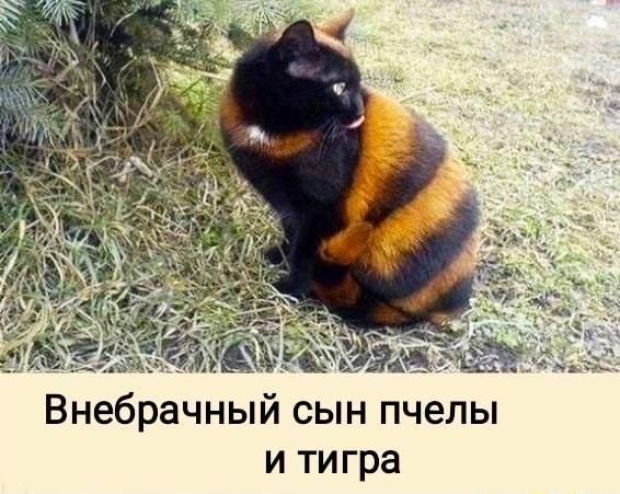 Внебрачный сын пчелы и тигра