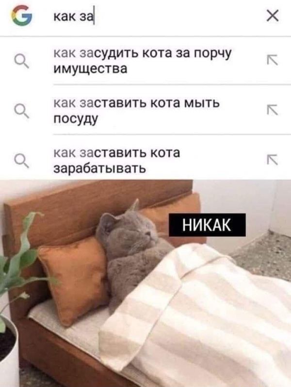 как 34 как засудить кота за порчу имущества как заставить кота мыть посуду как ЗЗСТЕВИТЬ кота зарабатывать