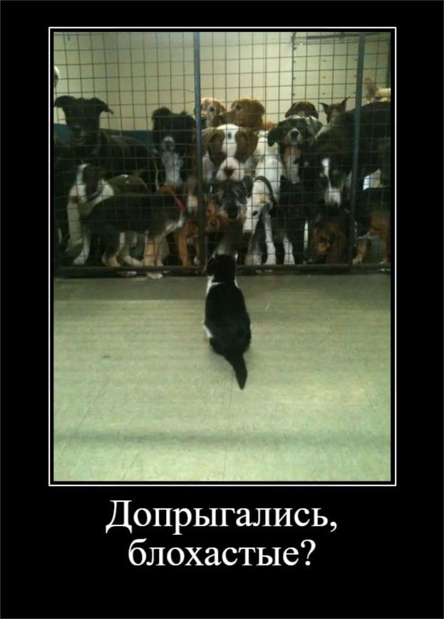 542 Допрыгались блохастые