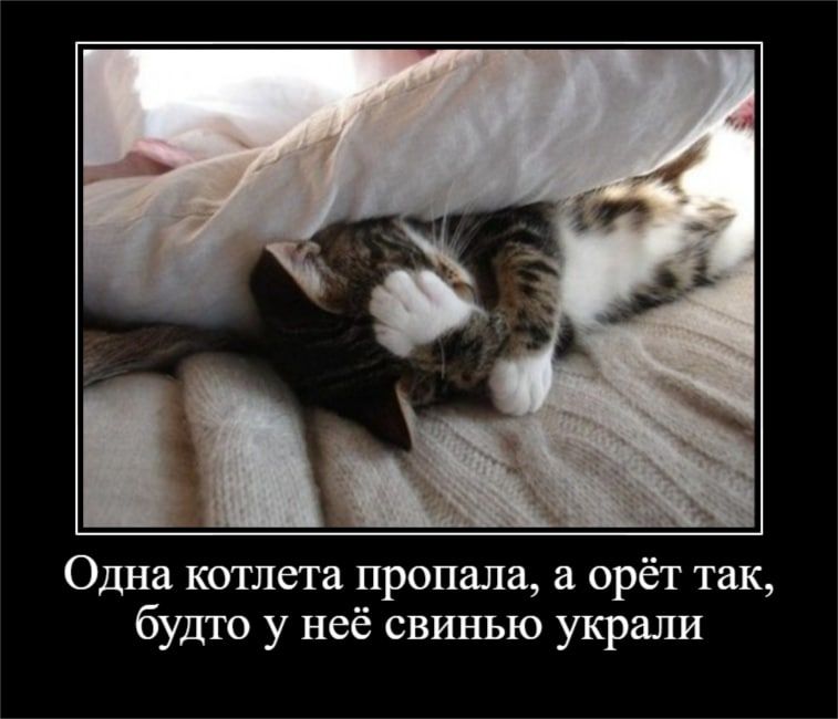 Одна котлета пропала орёт так будто у неё свинью украли