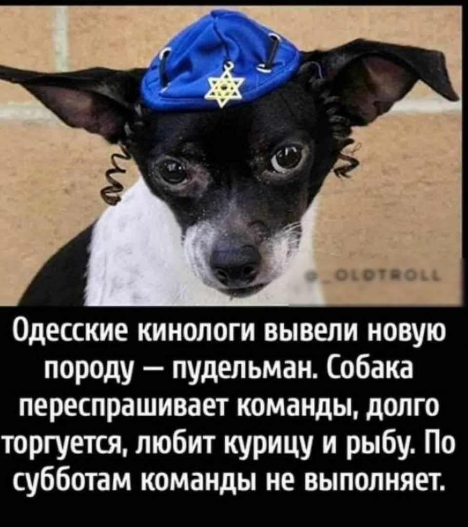 Одесские кинологи вывели новую породу пудельман Собака переспрашивает команды долго торгуется любит курицу и рыбу По субботам команды не выполняет