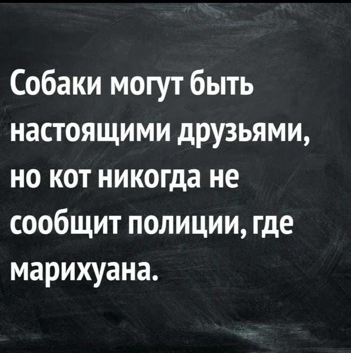 Собаки могут быть настоящими друзьями но кот никогда не сообщит полиции где марихуана