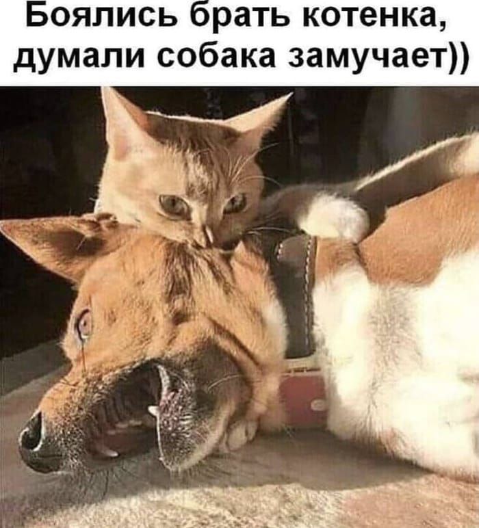 Боялись брать котенка, думали собака замучает))
