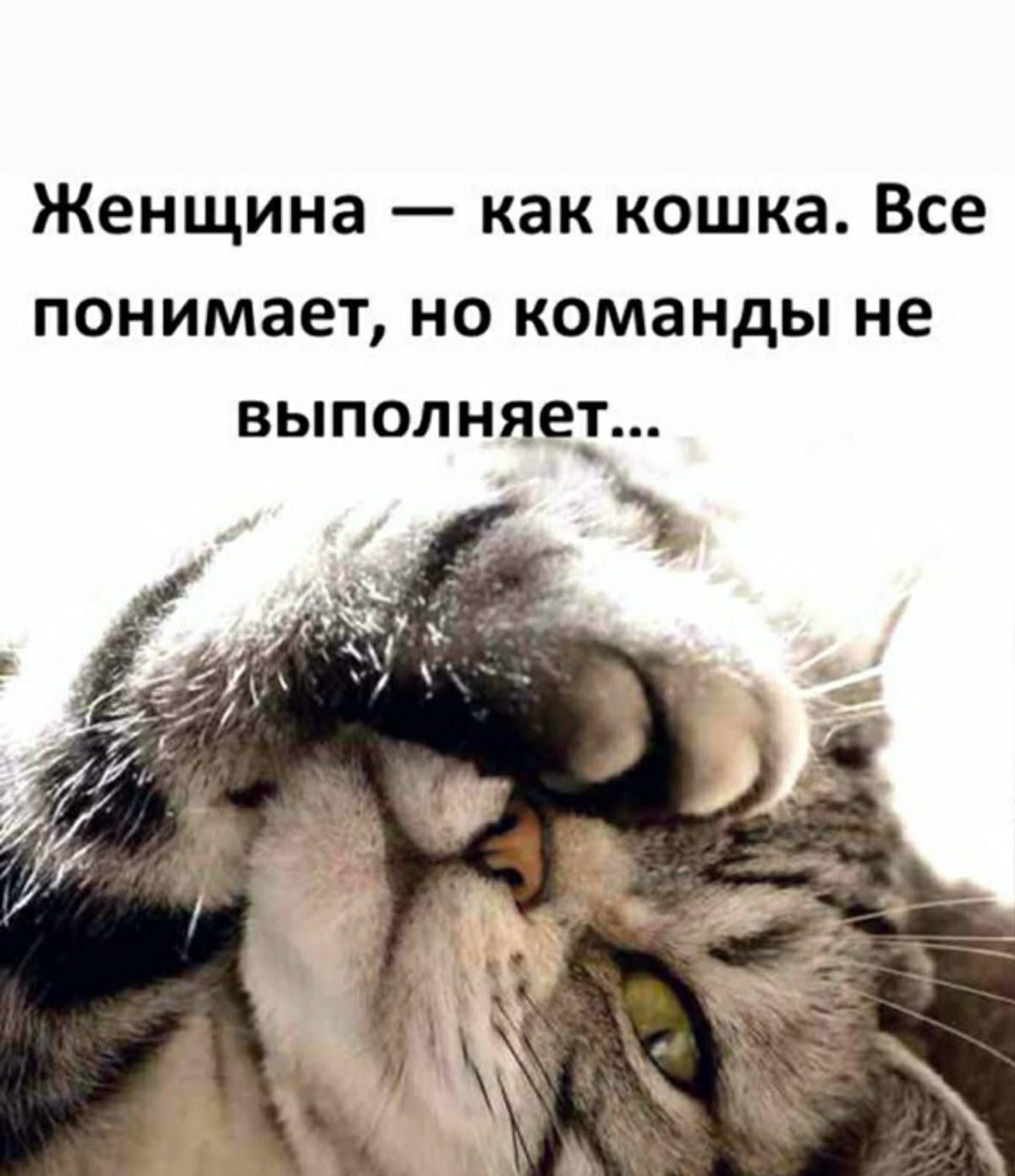 Женщина — как кошка. Все понимает, но команды не выполняет...