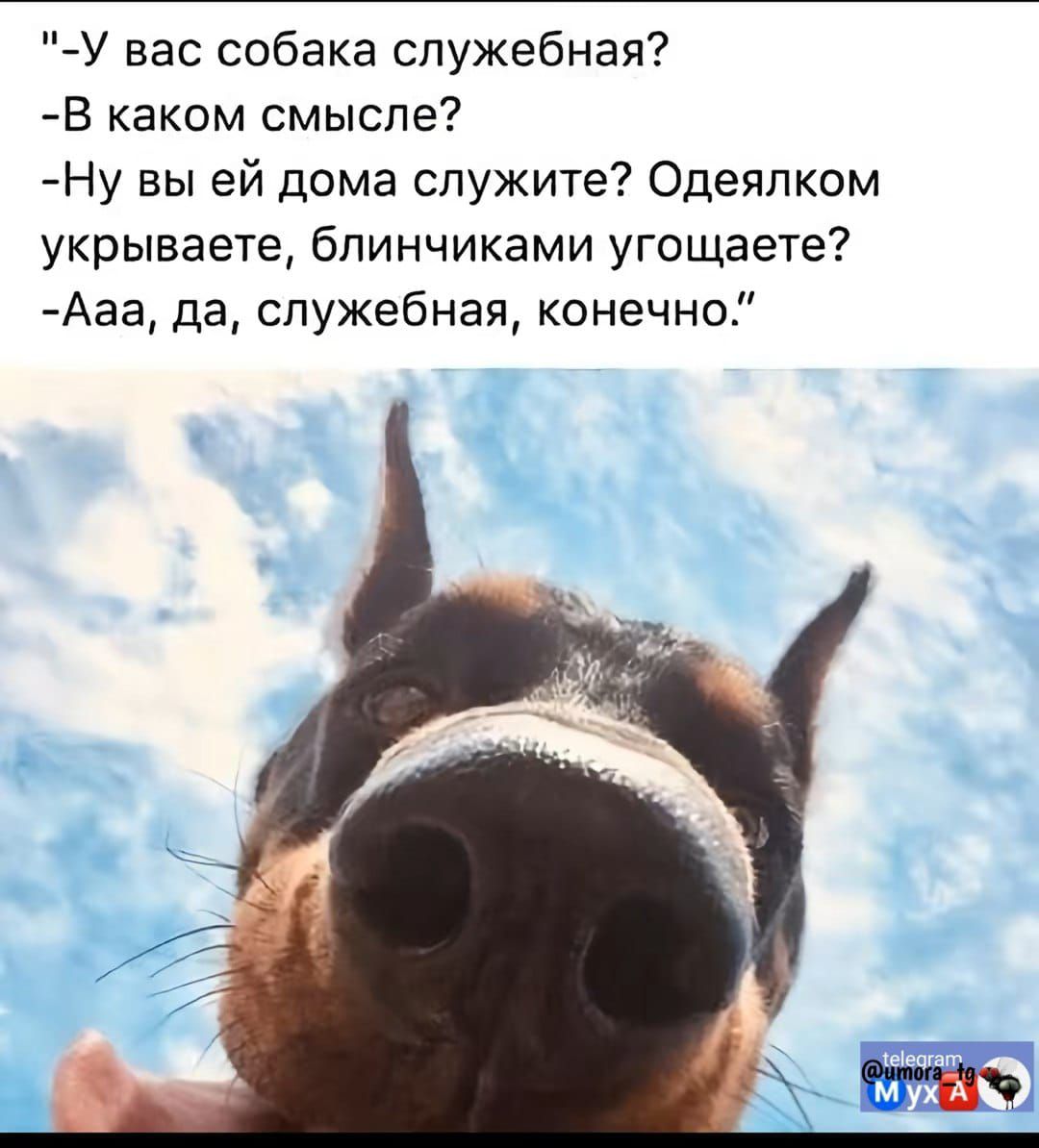 -У вас собака служебная? -В каком смысле? -Ну вы ей дома служите? Одеялком укрываете, блинчиками угощаете? -Ааа, да, служебная, конечно.