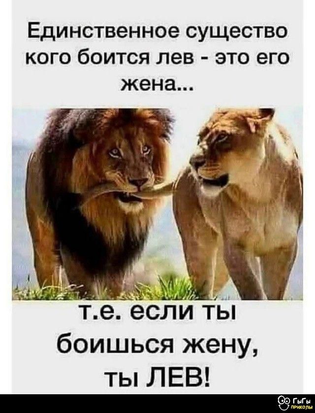 Единственное существо кого боится лев - это его жена... т.е. если ты боишься жену, ты ЛЕВ!