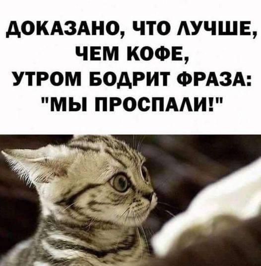 ДОКАЗАНО, ЧТО ЛУЧШЕ, ЧЕМ КОФЕ, УТРОМ БОДРИТ ФРАЗА: 