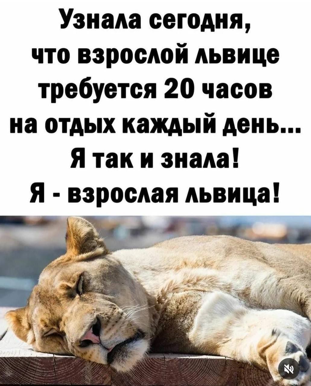 Узнала сегодня, что взрослой львице требуется 20 часов на отдых каждый день... Я так и знала! Я - взрослая львица!