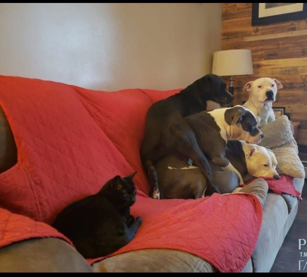 На диване под красной накидкой лежат и сидят несколько собак и одна кошка.