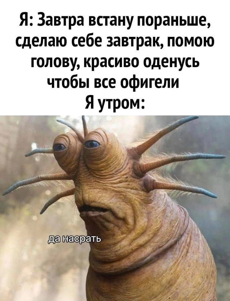 Я: Завтра встану пораньше, сделаю себе завтрак, помогу голову, красиво оденусь чтобы все офигели Я утром: да насрать