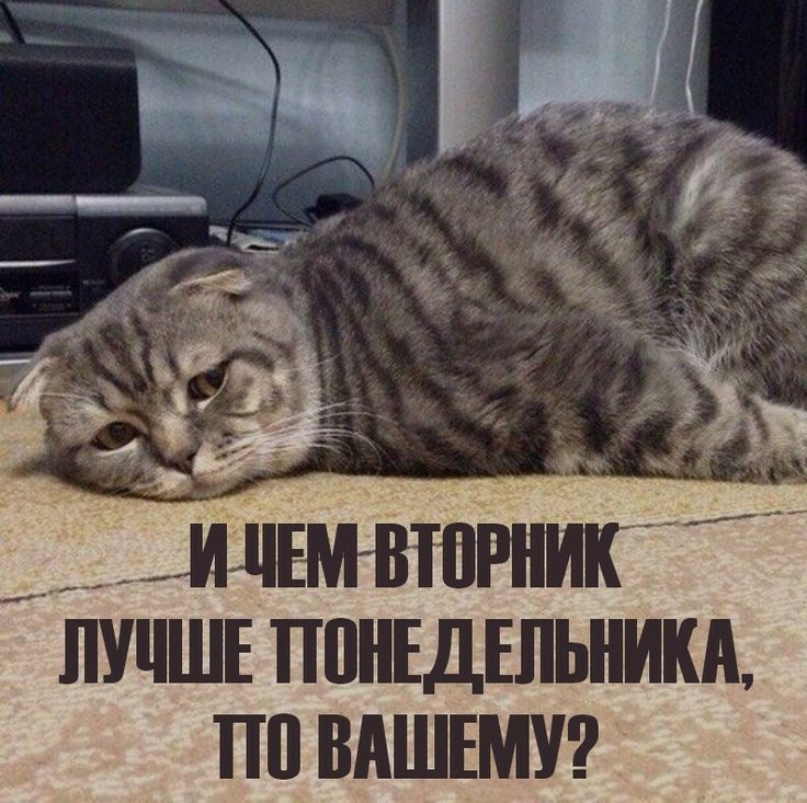 И ЧЕМ ВТОРНИК ЛУЧШЕ ПОНЕДЕЛЬНИКА, ПО ВАШЕМУ?