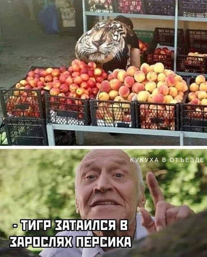 - ТИГР ЗАТАЙЛСЯ В ЗАРОСЛЯХ ПЕРСИКА
