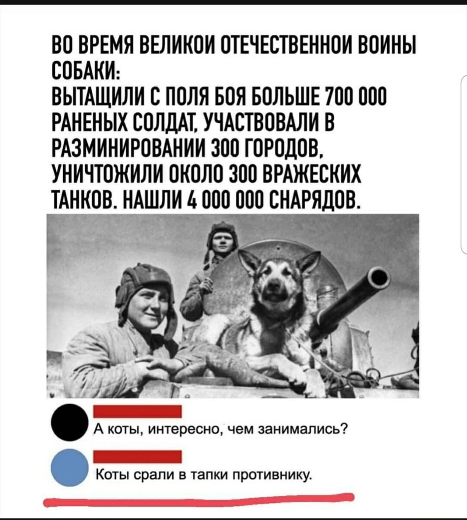 ВО ВРЕМЯ ВЕЛИКОИ ОТЕЧЕСТВЕННОИ ВОИНЫ СОБАКИ ВЫТАЩИЛИ О ПОЛЯ БОЯ БОЛЬШЕ 700 ООО РАНЕНЫХ СОЛДАТ УЧАСТВОВАЛИ В РАЗМИНИРОВАНИИ ЗОО ГОРОДОВ УНИЧТОЖИЛИ ОКОЛО ЗОО ВРАЖЕСКИХ ТАНКОВ НАШЛИ ООО ООО СНАРЯДОВ А коты интересно чем занимались Коты срали в тапки противнику