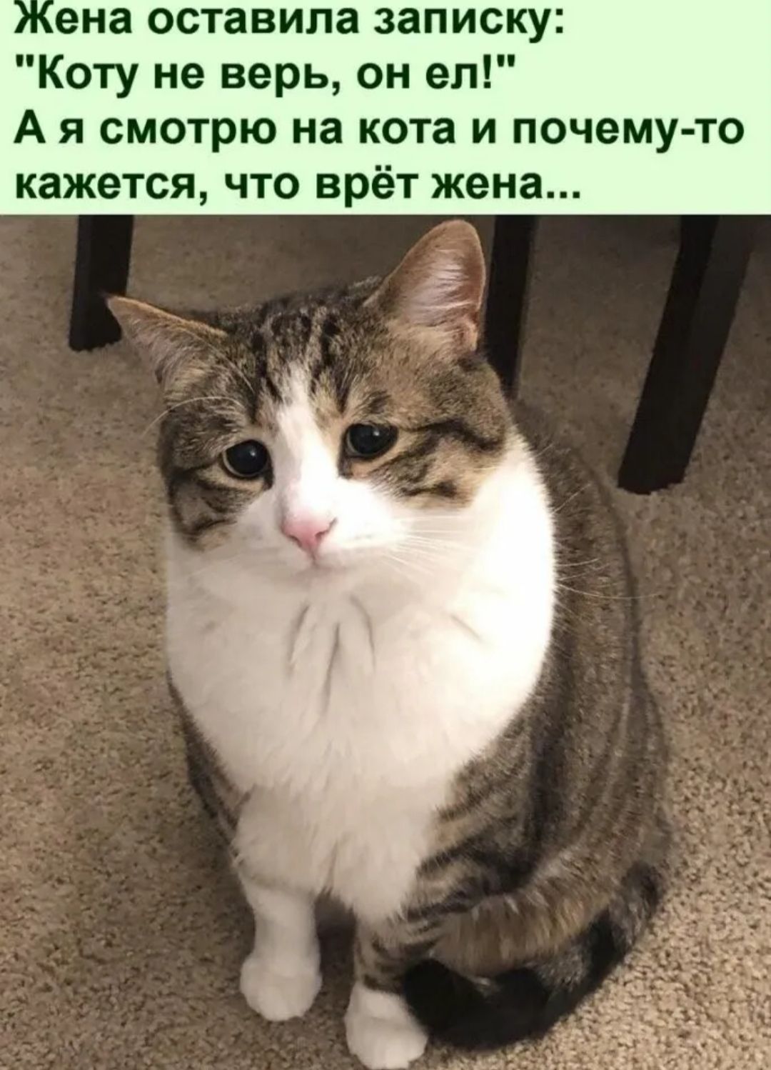 ена оставила записку Коту не верь он ел А я смотрю на кота и почему то кажется что врёт жена