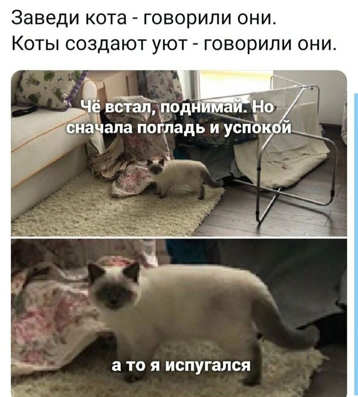 Заведи кота говорили они Коты создают уют говорили они _ а то я испугался
