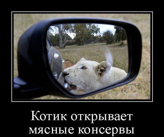 Котик открывает мясные консервы