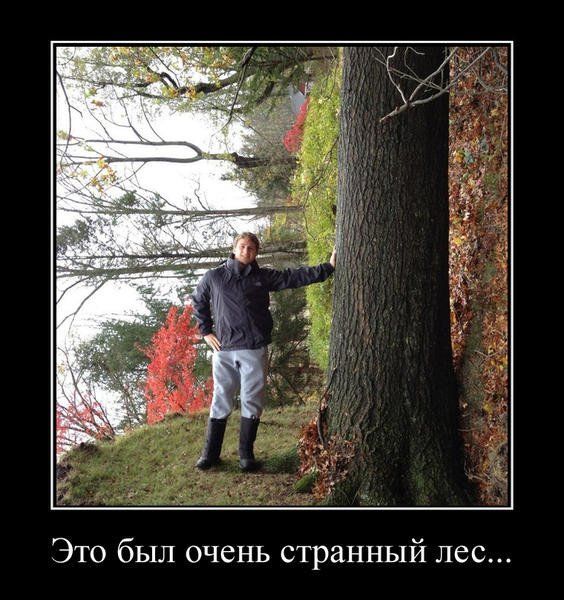 Это был очень странный лес