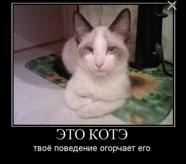 ЭТО КОТЭ ТВОЁ поведение ОГОРЧЭЭТ ЭГО