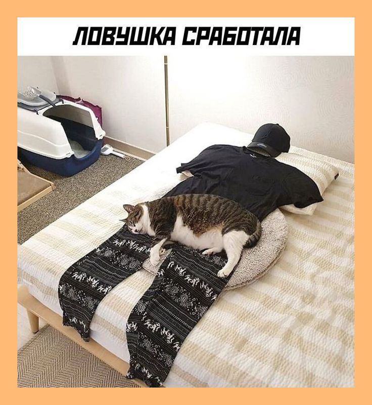 ЛПВНШКД ЕРЛБПТЛПП