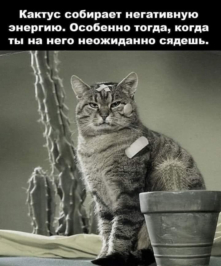 Кактус собирает негативную энергию Особенно тогда когда ты на НЕГО неожиданно сядешь