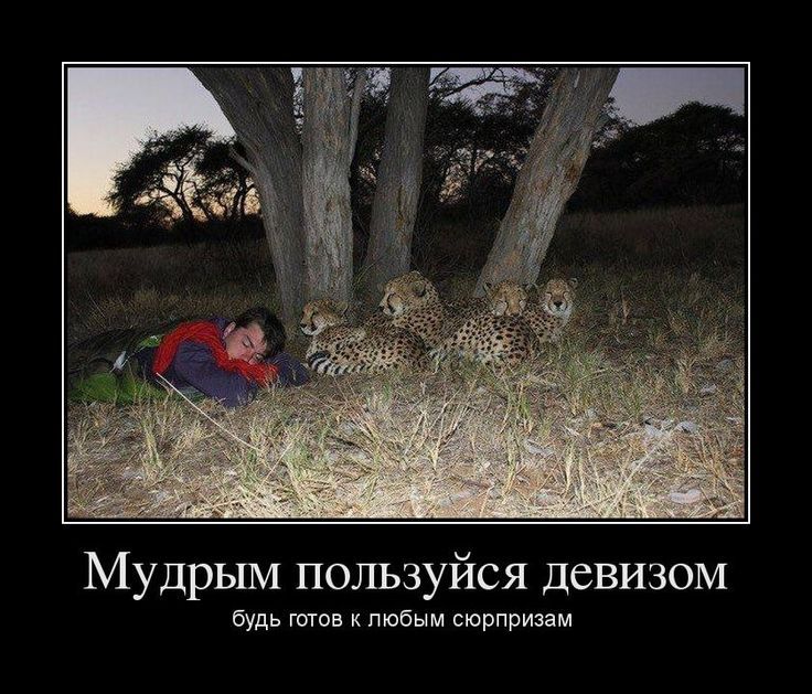 Мудрым пользуйся девизом садь топ пюйым сюрпризам