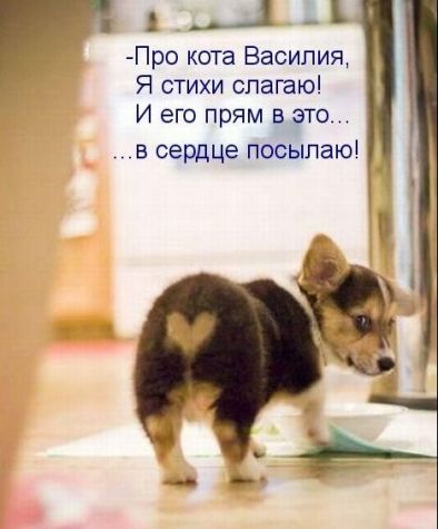 1 3 Про кота Василия Я стихи спагаю И его прям в это в сердце посылаю