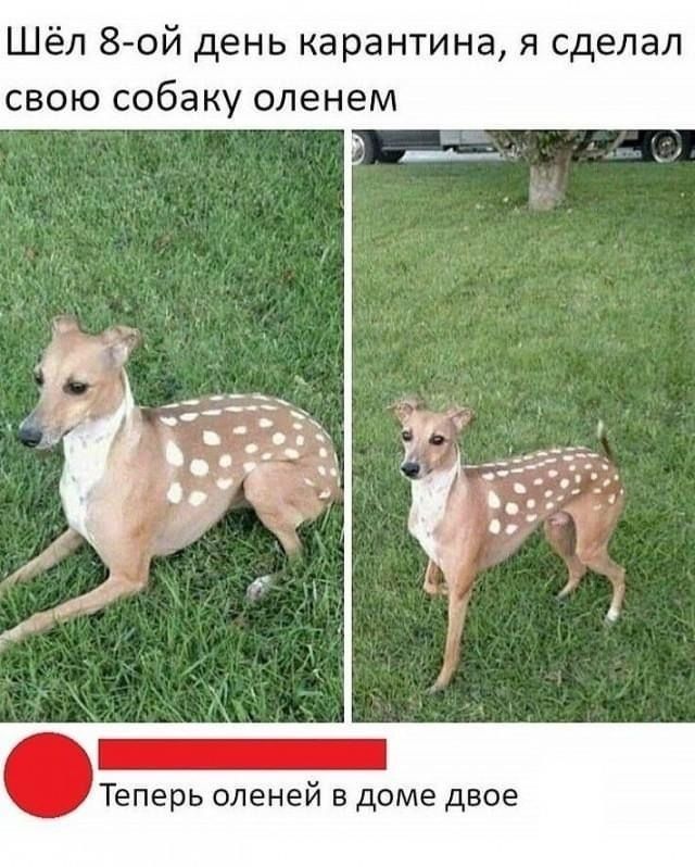 Шёл 8 ой день карантина я сд свою собаку оленем Теперь оленей в доме двое