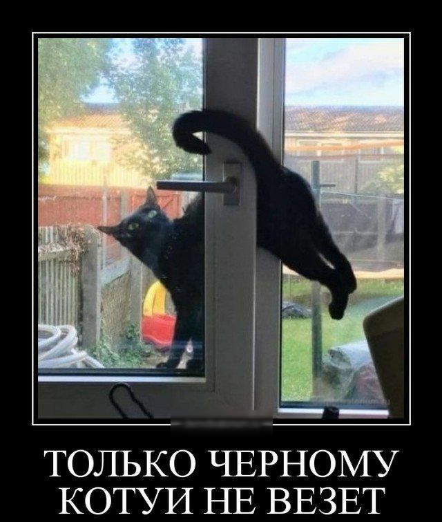 ТОЛЬКО ЧЕРНОМУ КОТУИ НЕ ВЕЗЕТ