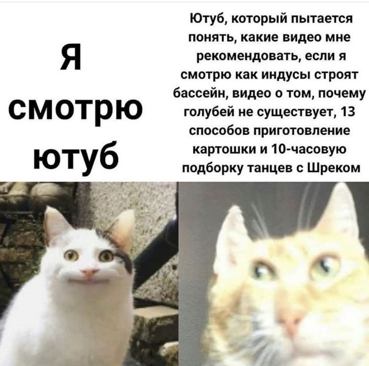 Ютуб кторый пытается понять какие видео мне я ошымм смотрю как индусы промт бассейн видео о том почему С М ОТр Ю Голубей не существует 13 способов пригтнпеиив ют б картошки и 1очасоную у подборку танцев Шрекпм