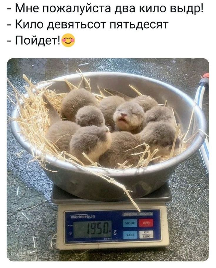 Мне пожалуйста два кило выдр ипо девятьсот пятьдесят
