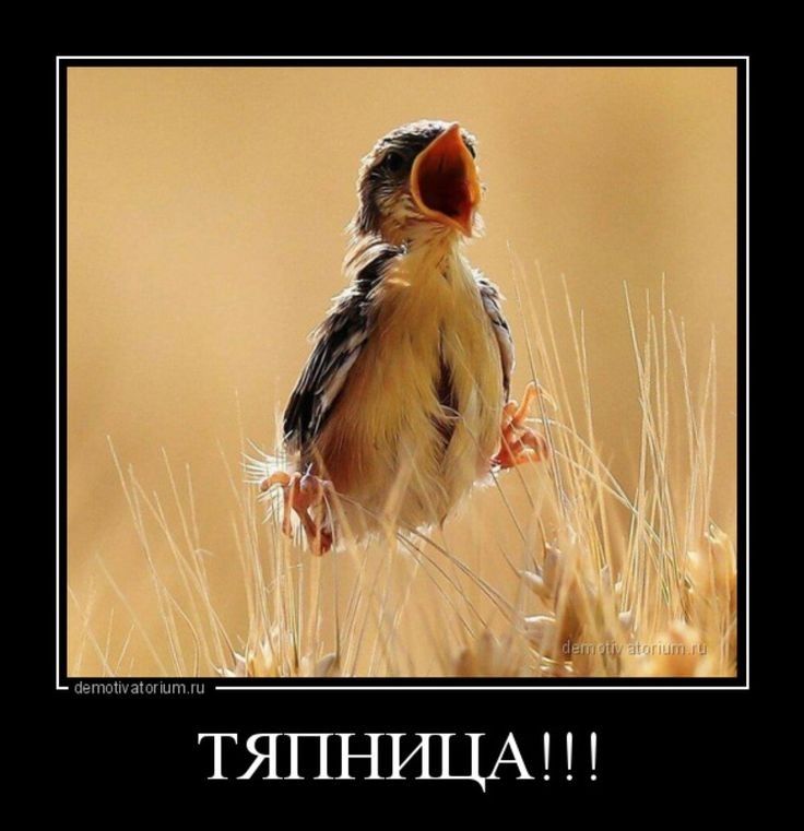 ТЯПНИЦА