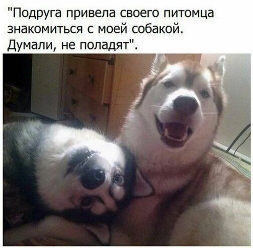 Подруга привела своего питомца знакомиться с моей собакой Думали не поладят