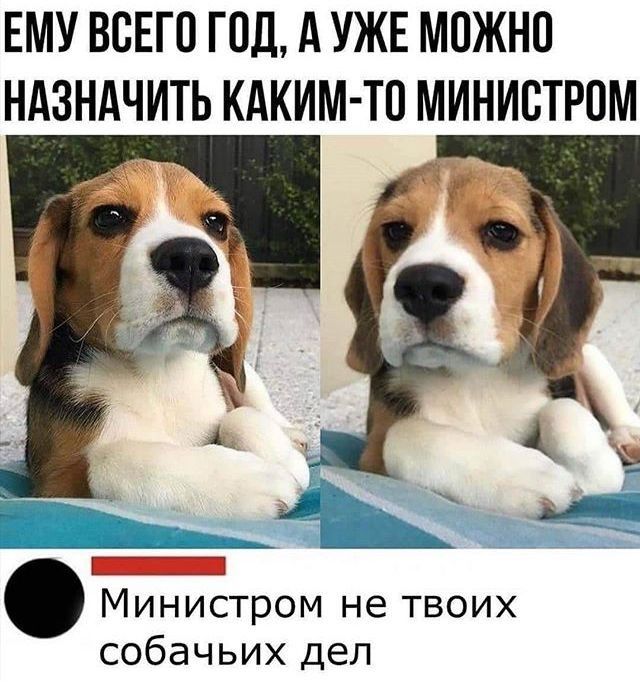 ЕМУ ВСЕГО ГПД А УЖЕ МПЖНП НАЗНАЧИТЬ КАКИМ ТП МИНИСТРПМ Министром не твоих собачьих дел