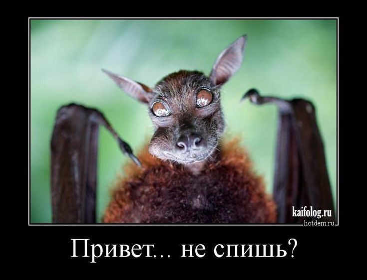 Привет не спишь