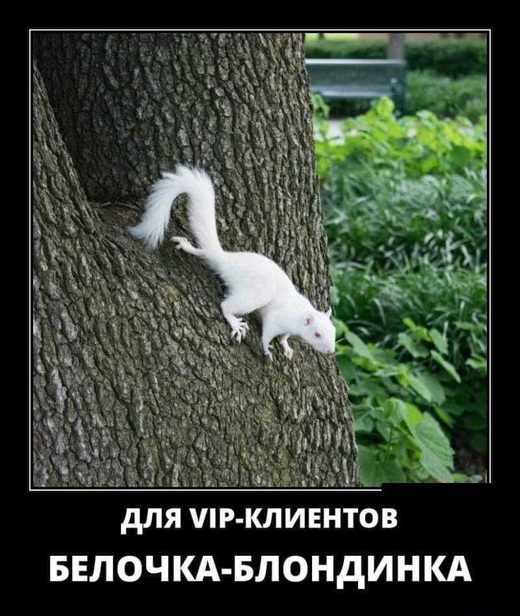 для ПР КЛИЕНТОВ БЕЛОЧКА Блондинкд