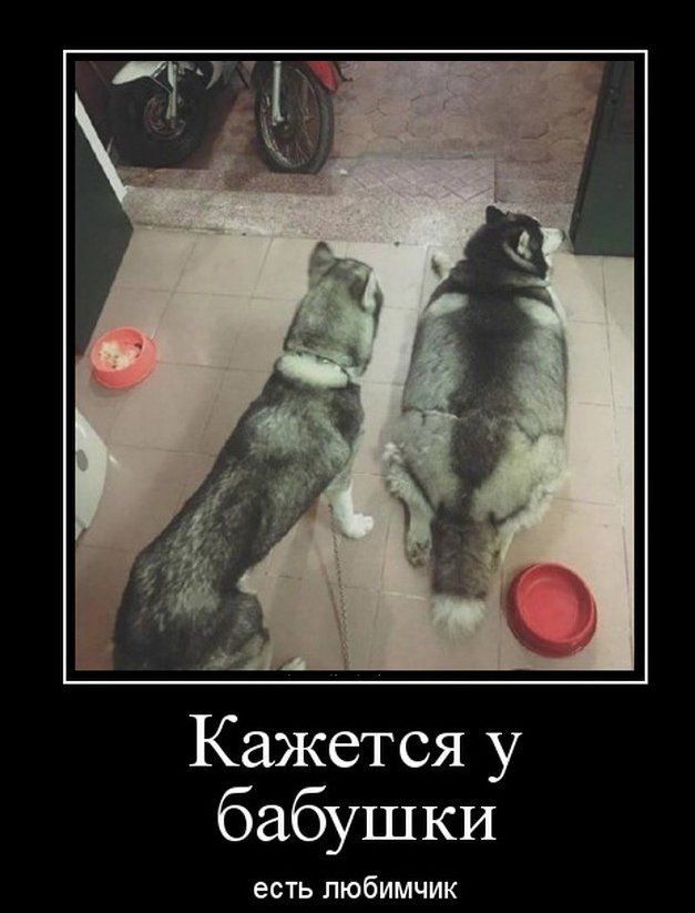 Кажется у бабушки есть любимчик