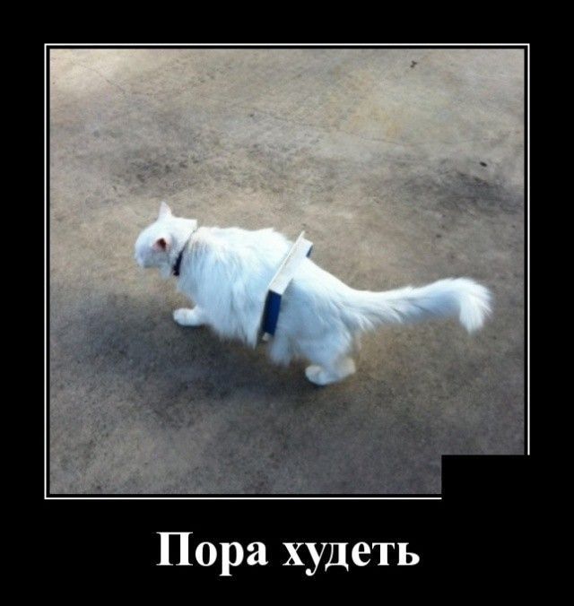 Пора худеть
