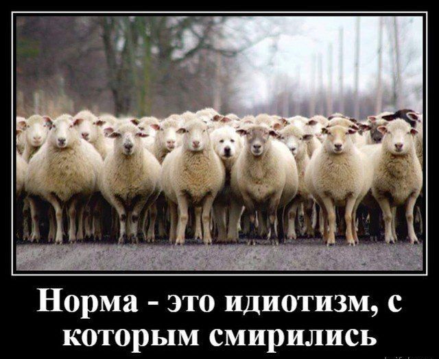 Норма это идиотизм с которым смирились