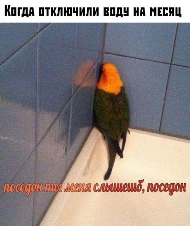 ШМ ПТКЛШШЛИ ВПд ИЕШЩ