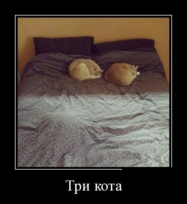 Три кота